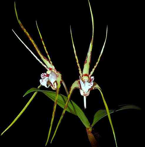Dendrobium tetragonum giganteum